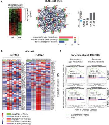 IGF2BP family of RNA-binding proteins regulate innate and adaptive immune responses in cancer cells and tumor microenvironment